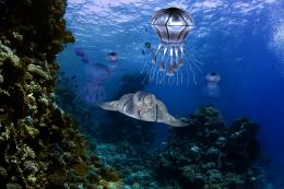 Underwater life Picture